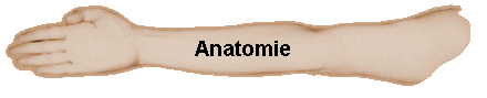 Anatomie